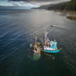 A seiner harvests salmon in the waters surrounding Southeast Alaskas Tongass National Forest. On average, commercial fishermen catch an average of 48 million salmon born in the Tongass and the Chugach National Forests each year, for an annual average dockside value of $88 million. Scientists recently quantified the commercial value of Alaskas forest fish for the first time. (Courtesy Photo | Chris Miller/csmphotos.com)