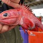 In this Dec. 11, 2019 photo, Kevin Dunn, who fishes off the coasts of Oregon and Washington, holds a rockfish at a processing facility in Warrenton, Oregon. A rare environmental success story is unfolding in waters off the U.S. West Coast as regulators in January 2020 are scheduled to reopen a large area off the coasts of Oregon and California to groundfish bottom trawling fishing less than two decades after authorities closed huge stretches of the Pacific Ocean due to the species depletion. (AP Photo/Gillian Flaccus)