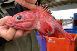 West Coast fishery rebounds in rare conservation ‘home run’