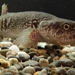 Alaska blackfish in a world of its own