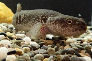 Alaska blackfish in a world of its own