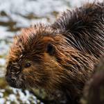 A beaver investigates Gold Creek in downtown Juneau in April 2013. (Juneau Empire File)