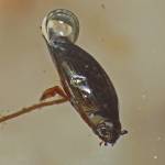A whirligig beetle. (Courtesy Photo | Bob Armstrong)