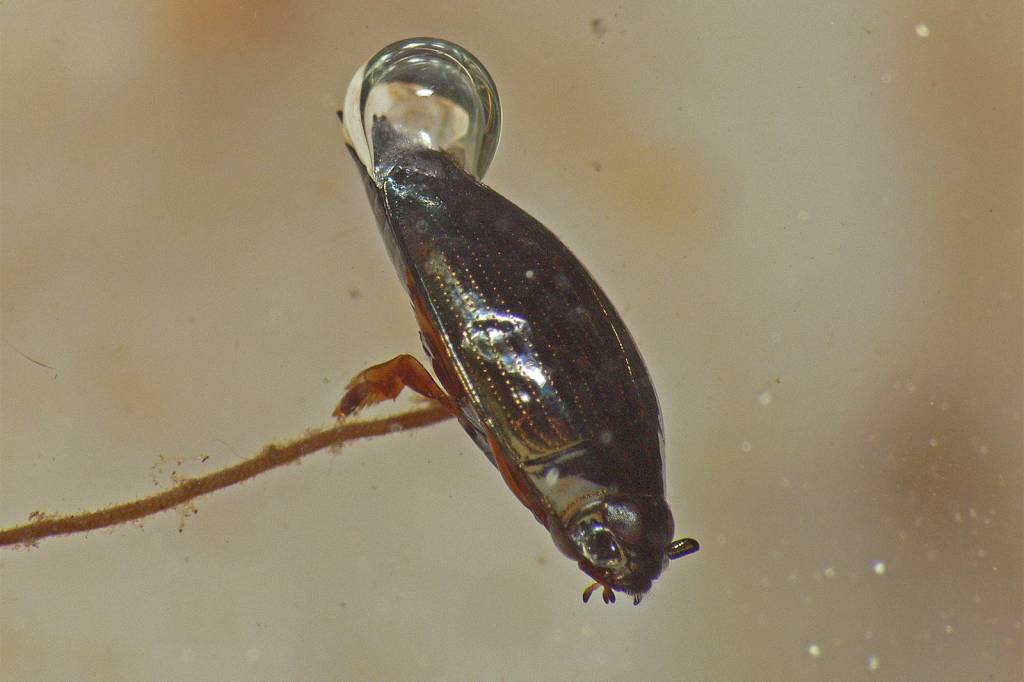 A whirligig beetle. (Courtesy Photo | Bob Armstrong)