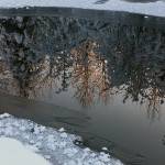 Courtesy photos | Deborah Rudis                                Trees alight in sunshine are seen Saturday in a frozen reflection along the Mendenhall River.