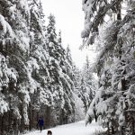 A perfect ski day at the Mendenhall campground.