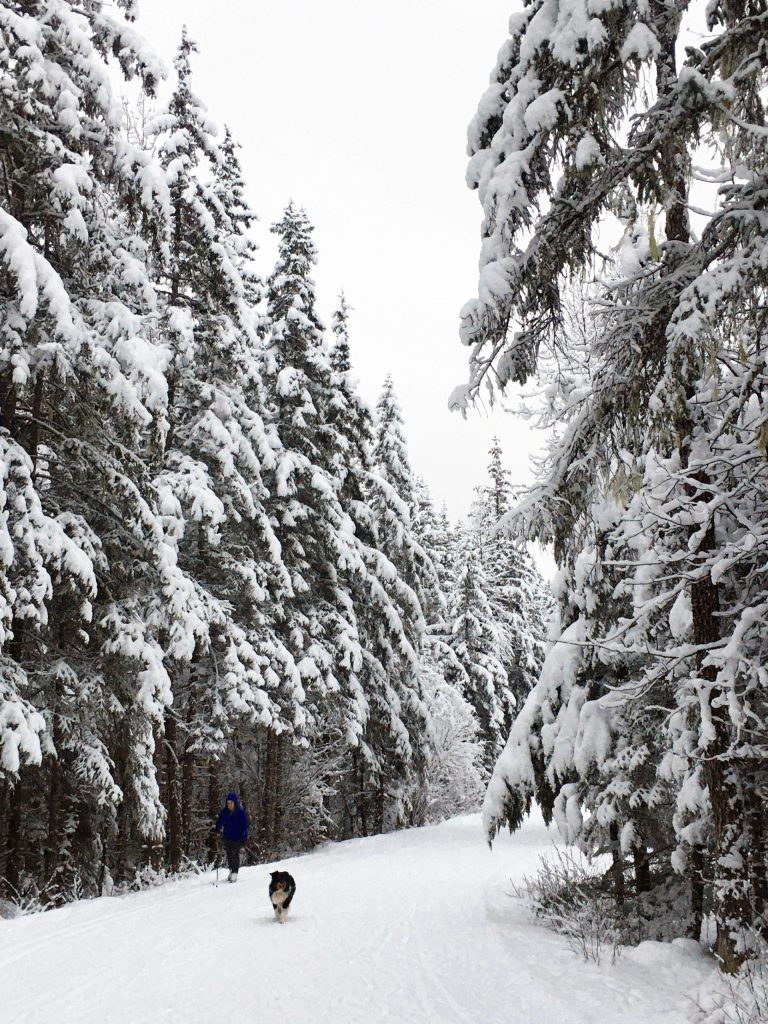 A perfect ski day at the Mendenhall campground.