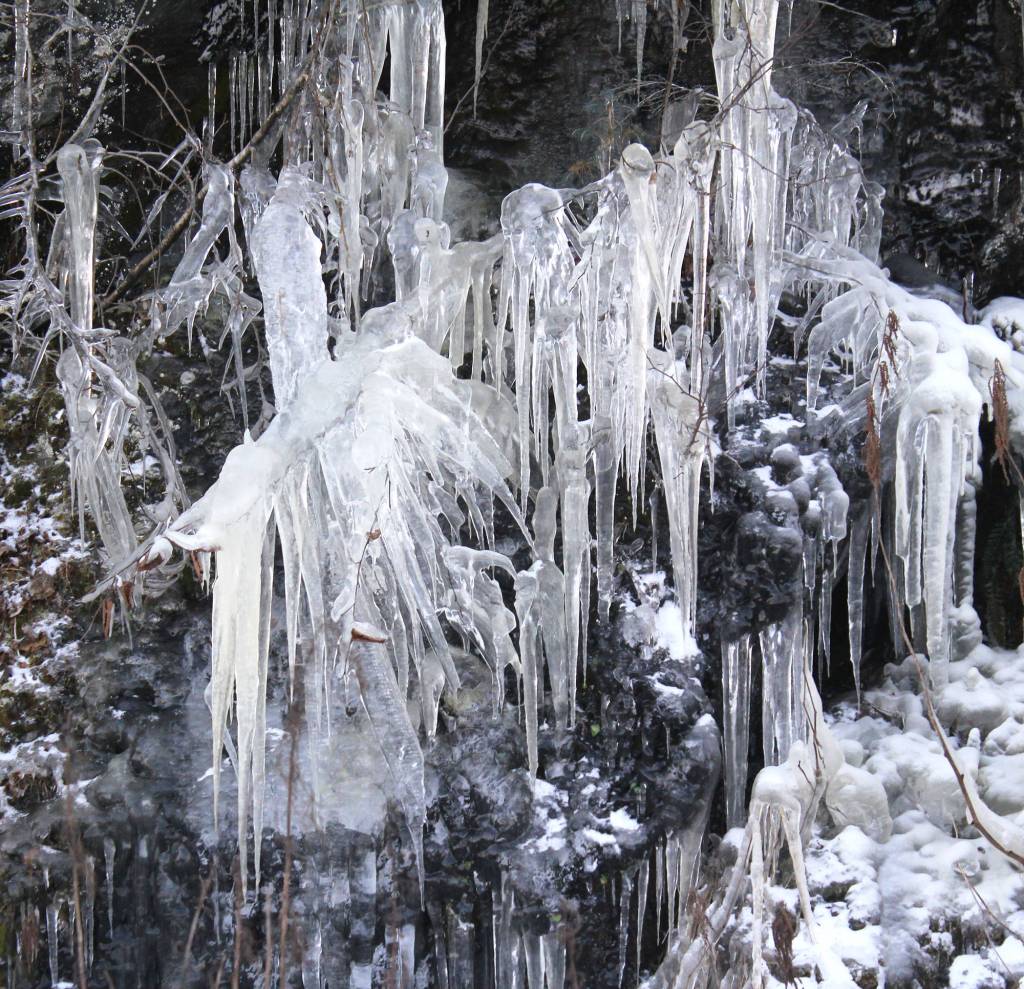 Ice encases a tree branch on North Douglas in this photo shared Jan. 15, 2020. (Courtesy Photo | Janna Lelchuk)