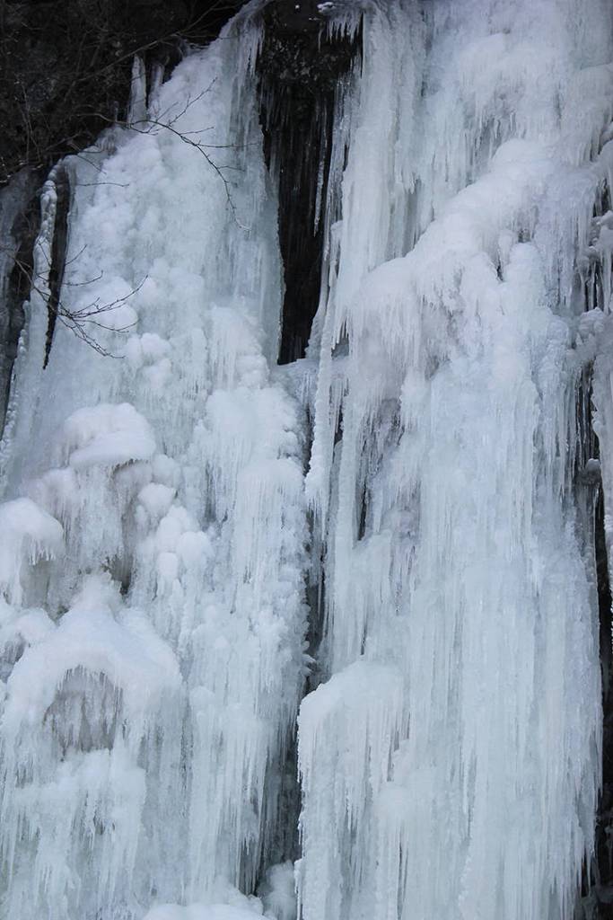 Ice accumulates on tree branches in North Douglas on Jan. 15.