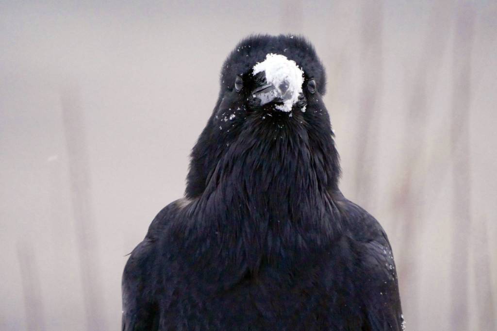 A raven holds snow in its beak at Sandy Beach on Wednesday.                                A raven holds snow in its beak at Sandy Beach, Wednesday. (Courtesy Photo | Janine Reep)