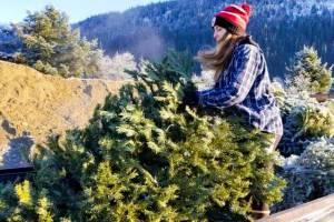 Natalie Zimmerman, a senior at Juneau-Douglas High School: Yadaa.at Kalé and member of the cheer team, tosses out a dead Christmas tree as part of a fundraiser for the team during 2019. (Natalie Zimmerman | Courtesy photo)