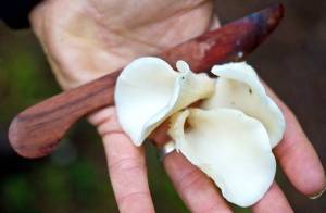 Fungi — more friends than foe