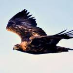 Stephen Lewis, a researcher with U.S. Fish and Wildlife Service, gives a presentation on golden eagles in Alaska at University of Alaska Southeast, Jan. 9, 2020. (Courtesy Photo | U.S. Fish and Wildlife Service)