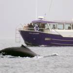 Stakeholders talk keeping whale watching bubble afloat