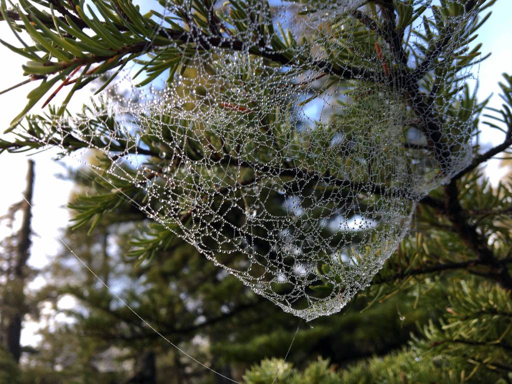 Courtesy photos | Denise Carroll                                The gossamer look of a dewy spiders web, Jan. 8, at Eaglecrest.