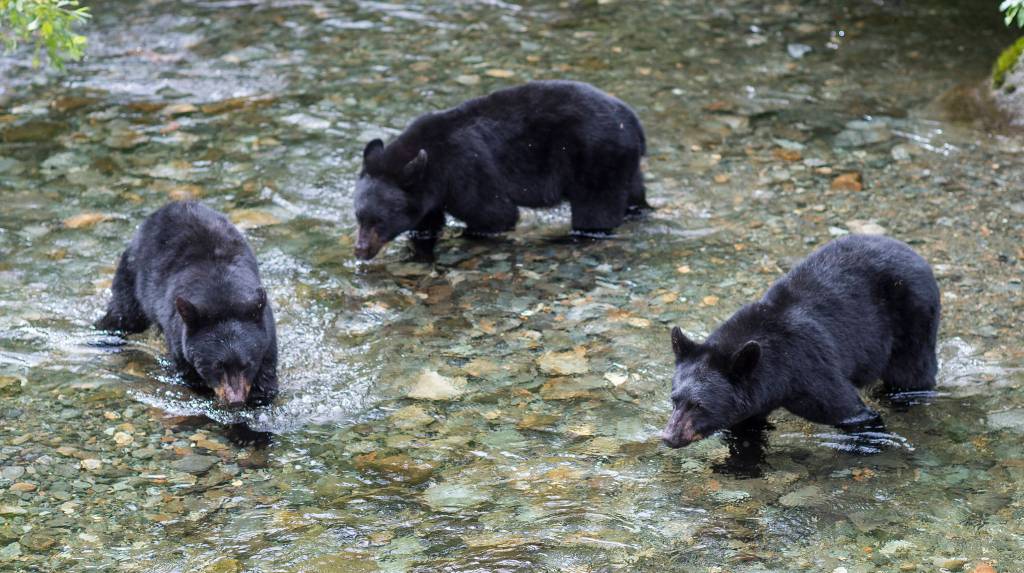 Michael Penn | Juneau Empire File                                Three 2-year-old black bear cubs hunt spawning sockeye salmon in Steep Creek at the Mendenhall Glacier Visitor Center in August 2018.