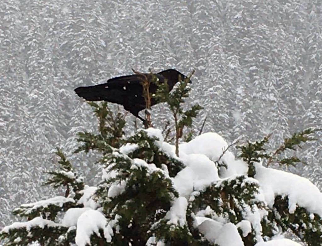 A raven perches on top of a tree in the Costco parking lot on Feb. 3. (Courtesy photo | Barbara Belknap)