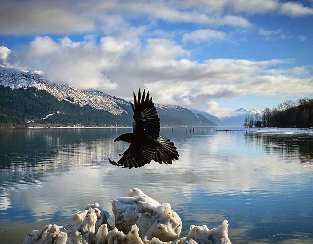 A raven flies past Gastineau Channel at Sandy Beach on Friday. (Courtesy photo | Machelle Bennett)