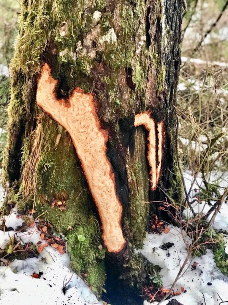 Porcupine markings are seen on a tree on Dupont Trail at the end of Thane Road on Feb. 7. (Courtesy photo | Sandy R. Williams)