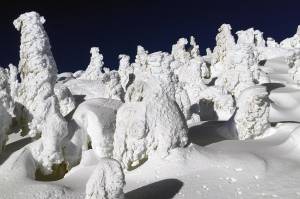 Courtesy photo | Deborah Rudis                                 Mountain sentinels: Snow-laden trees at Eaglecrest Ski Area on Sunday.