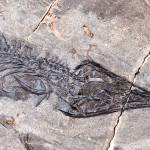 Courtesy photo | UA Museum of the North                                The fossil of Gunakadeit joseeae, which was found in Southeast Alaska. About two thirds of the tail had already eroded away when the fossil was discovered.