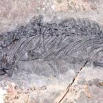 The fossil of Gunakadeit joseeae, which was found in Southeast Alaska. About two thirds of the tail had already eroded away when the fossil was discovered. (Courtesy photo | UA Museum of the North)