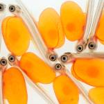 A newly hatched salmon is called an alevin. At this stage, the young fish retains the eggs yolk sac as a nutrient-rich lunch bag that is eventually absorbed.