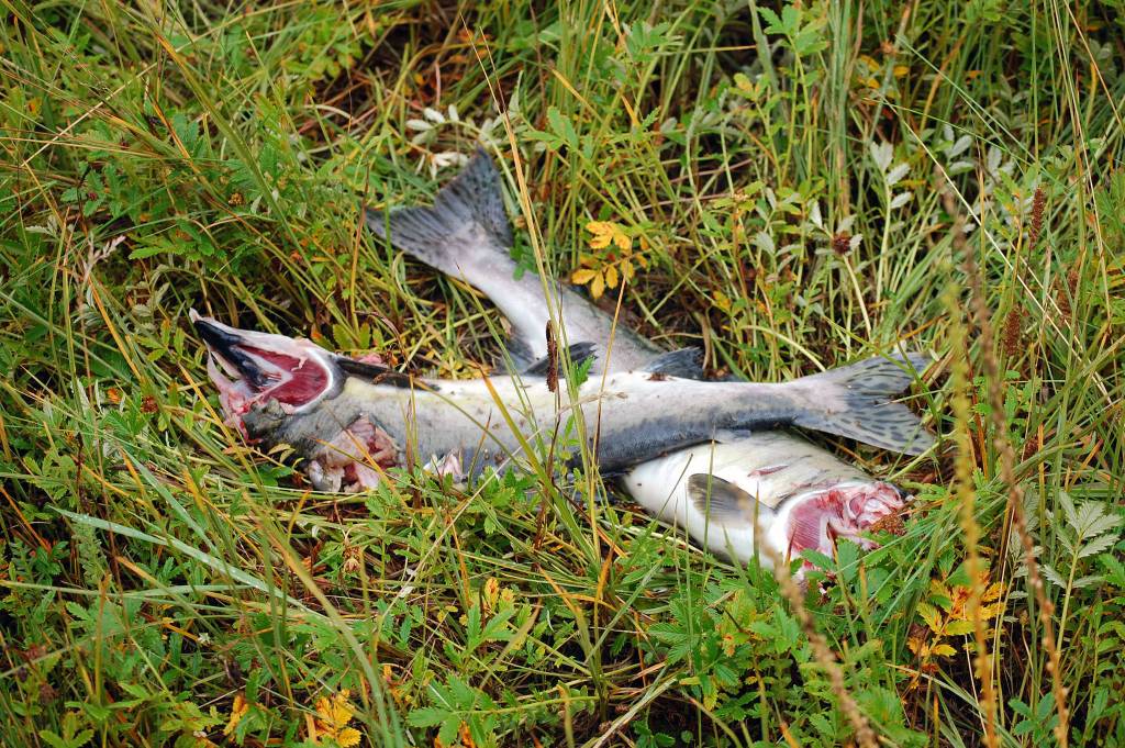 Salmon with the heads almost surgically removed are a sure sign that wolves have been fishing nearby. (Courtesy photo | Bjorn Dihle)