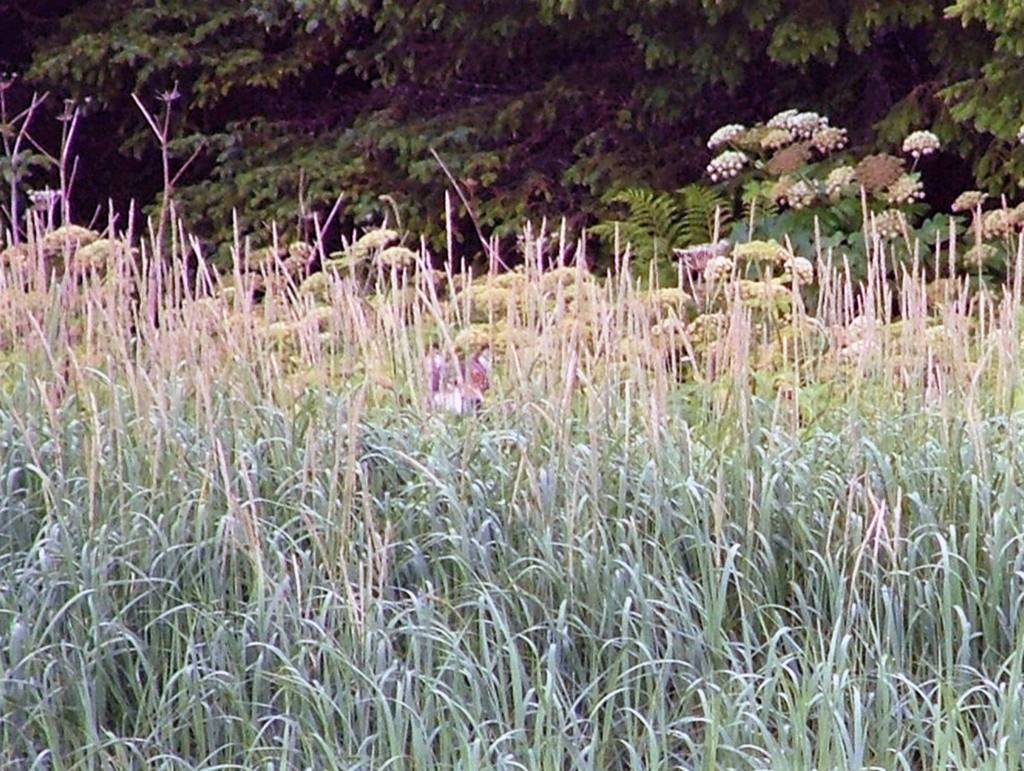 A wolf investigates the photographer through high grass. (Courtesy photo | Bjorn Dihle)