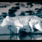 Juneau guides help film crew capture something never seen before on film: wolves catching salmon at night