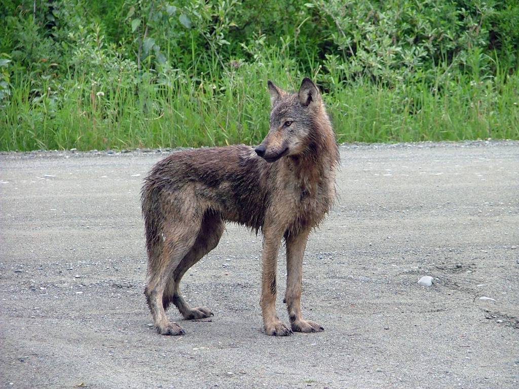 A desperate, hungry male wolf stands along a road in Gustavu shortly after chasing a small dog into the photographers house and skidding to a stop outside the door. (Courtesy photo | Bjorn Dihle)