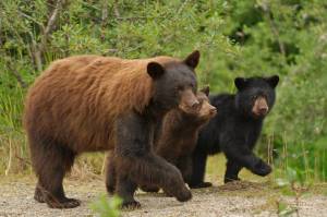 The bear known as Nicky will be the subject of a free Fireside Lecture at the Mendenhall Valley Glacier Visitor Center Friday. (Coretesy Photo | Nick Jans)