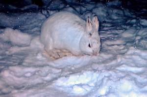 Do you know the differences between hares and rabbits?