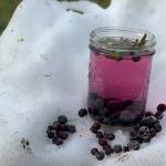 Planet Alaska: Berries are a perfect cure for the winter blues