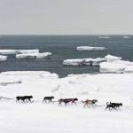 Jessie Royer passes icebergs in open water on Norton Sound as she approaches Nome, Alaska on the Iditarod tail sled dog race in 2019. (Marc Lester | Associated Press)