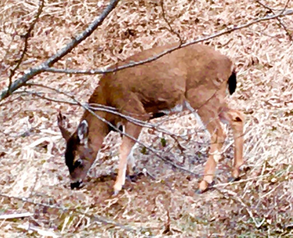 A young black-tailed Sitka deer forages next to Thane Road. (Courtesy Photo | Denise Carroll)