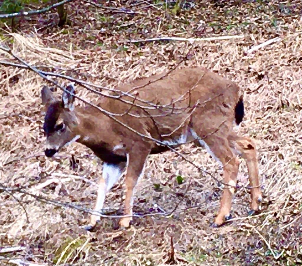 A young black-tailed Sitka deer forages next to Thane Road. (Courtesy Photo | Denise Carroll)