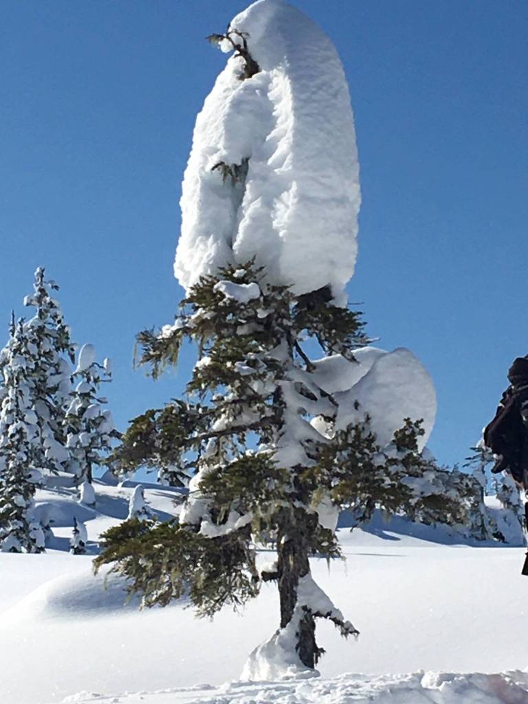 A top-heavy tree seen in Spaulding Meadow on March 14, 2020. (Courtesy Photo | Denise Carroll)