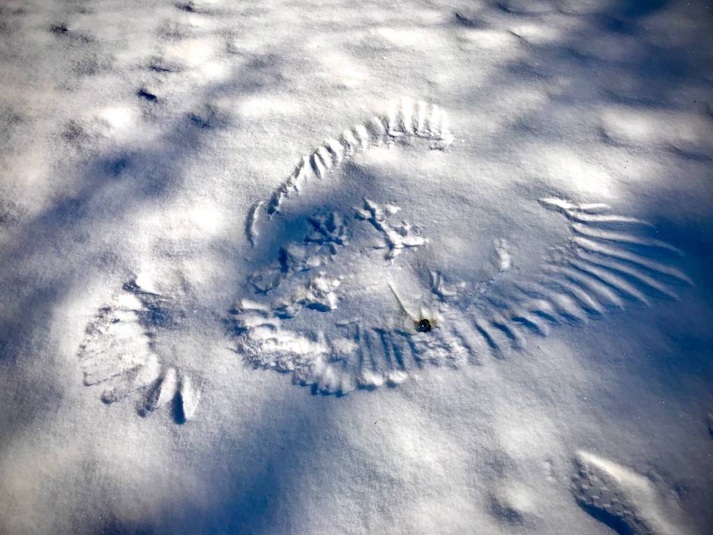 This March 11, 2020, photo shows the impression made by the feathers of a raptor that was likely hunting a small mammal. (Courtesy Photo | Gene Randall)