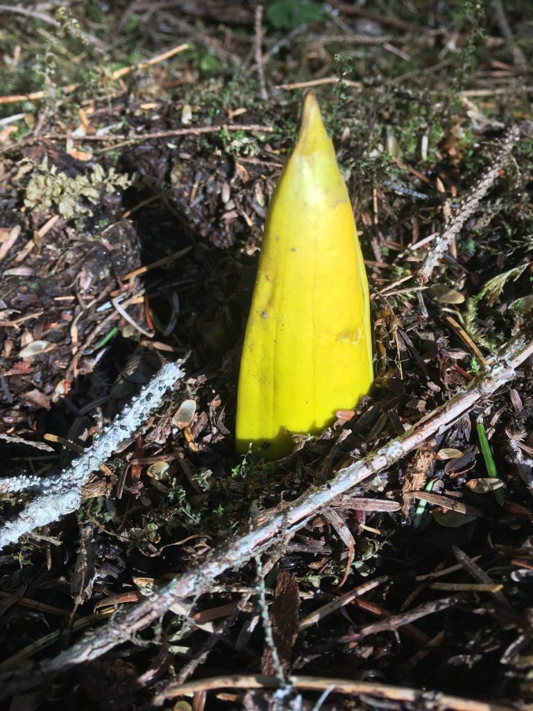 A skunk cabbage shoot peaks out of the ground on the trail. (Courtesy Photo |Deborah Rudis)