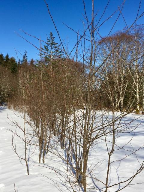 A double row of trees stands at Point Bridget State Parks Spaulding Meadows earlier this month. (Courtesy Photo | Sandy R. Williams)