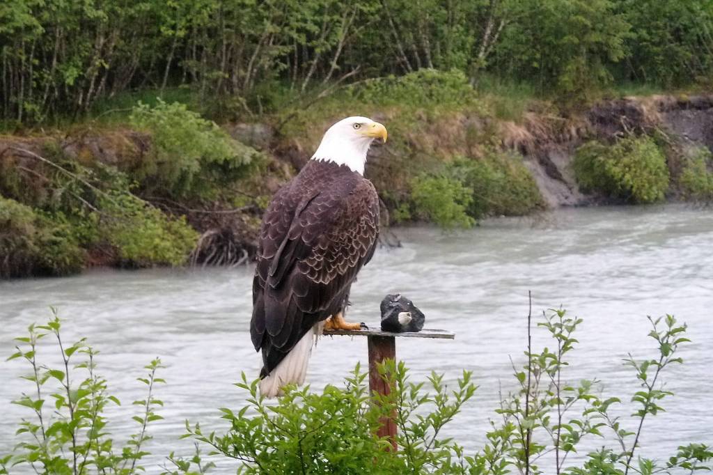 This eagle, seen in a September 2019 photo, is a regular visitor to the Mendenhall River. It hangs out in a tall snag across the river and sometimes kills and eats ducks in the nearby beaver pond. (Courtesy Photo | David Athearn)                                This eagle, seen in a September 2019 photo, is a regular visitor to the Mendenhall River. It hangs out in a tall snag across the river and sometimes kills and eats ducks in the nearby beaver pond. (Courtesy Photo | David Athearn)