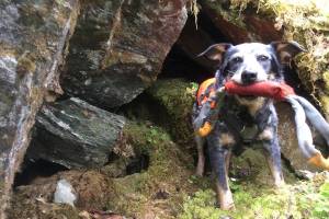 Jack the dog and researchers from the Alaska Department of Fish and Game look for crannies where bats hibernate in the winter. (Courtesy photo | Tory Rhoads)