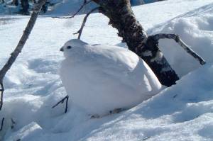 This willow ptarmigan is just resting, in between snacks of buds. (Courtesy Photo | Bob Armstrong)