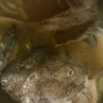 Not everyone has an appetite for dishes made with salmon head broth, but it is rich in vitamins. (Vivian Mork | For the Capital City Weekly)