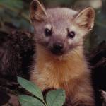 Courtesy Photo | U.S. Fish and Wildlife Service                                 Marten, similar to the one in this photo, are one of nine species of weasel native to Alaska. Marten and fisher are particularly associated with forests.