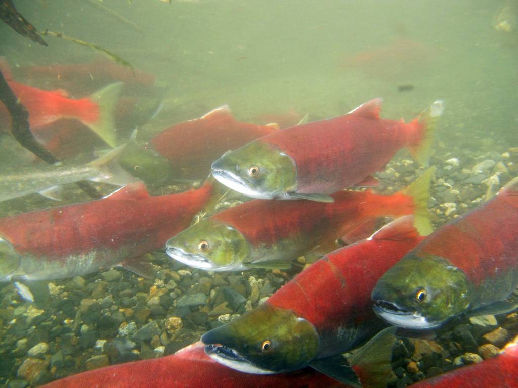 Sockeye salmon school in a small Bristol Bay creek in the summer of 2018. (Courtesy Photo | Mary Catharine Martin)
