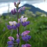 Lupine on a Southeast Alaska wetland during a recent summer. (Courtesy Photo | Catharine Martin)