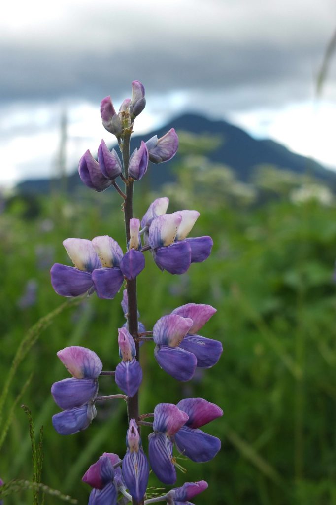 Lupine on a Southeast Alaska wetland during a recent summer. (Courtesy Photo | Catharine Martin)
