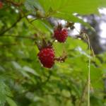 Salmonberries hang fat from a bush on a recent summer. (Courtesy Photo | Mary Catharine Martin)